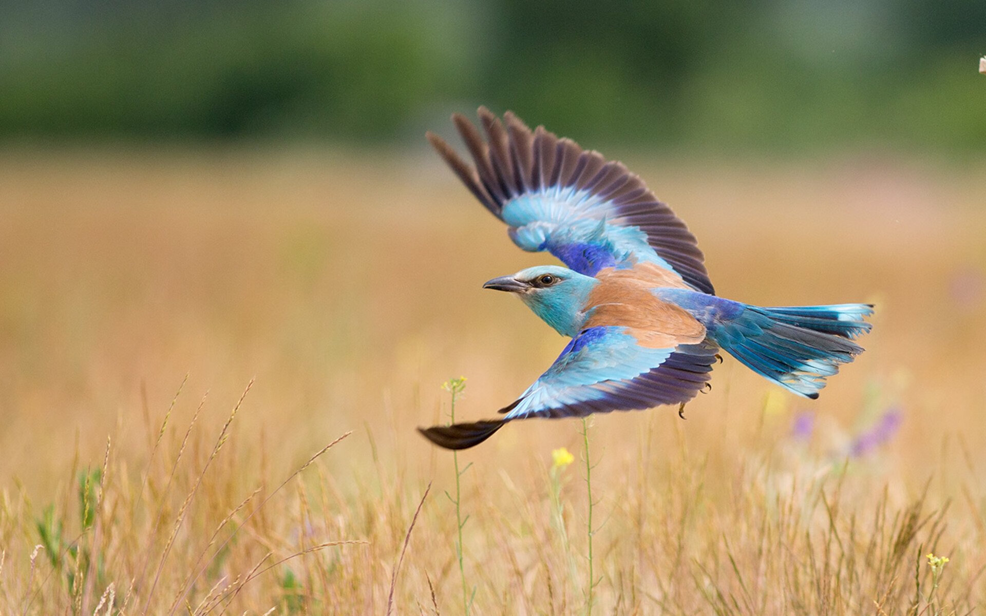 德国队如何应对国际乒联混合团体世界杯新赛制的多重考验,德国乒乓球参赛名单