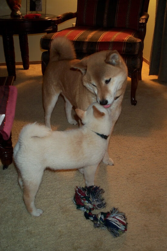 CBA俱乐部深化教练团队专业培训提升训练水平，cba球队教练组组成