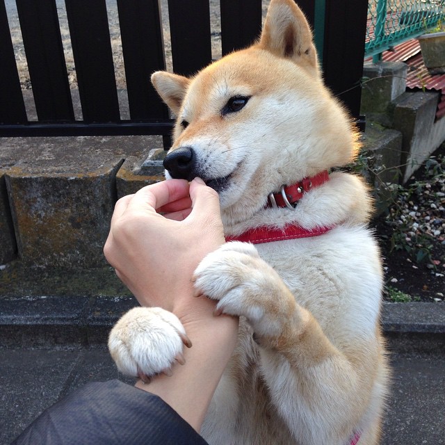 关键比赛前夜球队集体观影放松心情增强队内凝聚力，12支球队观看比赛锦标赛的热度