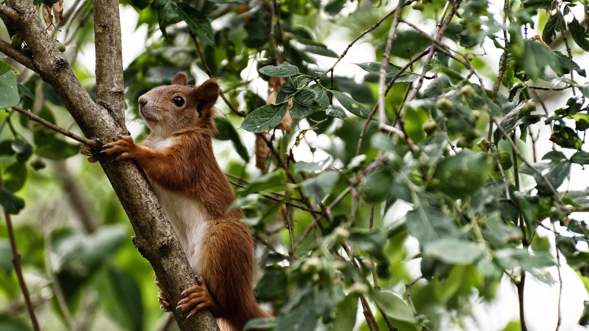 国际足球青训联盟推动行业标准化,助力未来足球人才培养,国家足球青训进步了么